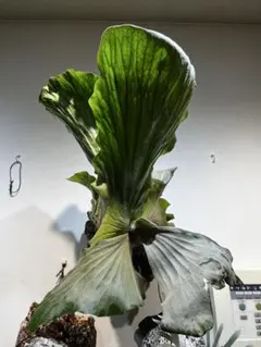 ビカクシダセット15種 ミスタースーダンocなど Yahoo!オークション -「(right you are, mr. moto)」(ビカクシダ