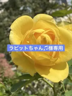 【未開封品】コスメデコルテ ルージュデコルテ07