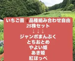 いちご 章姫30株雪桜10株￼えびすさん専￼用 - メルカリ