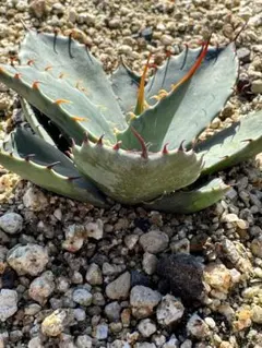 寒冷地国内実生　アガベ　モンタナ　低重心　トランカータ 吉祥天 パリ―⑥ トランカータハンティントン いい成長速度！トランカータはここまで