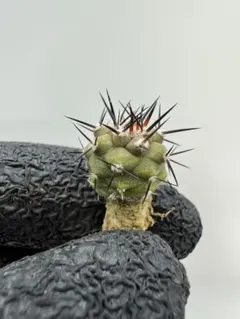 2026年最新】黒王丸 実生の人気アイテム - メルカリ