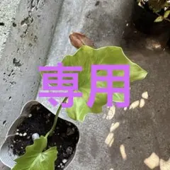 フィロデンドロン セローム 実生緑斑 継続するかは不明 観葉植物