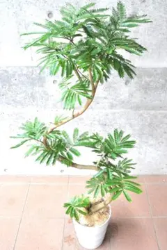 現品 アロエ メデューサ 子株 47番 希少 ドライガーデン 多肉植物 地