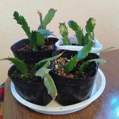 2026年最新】シャコバサボテン 苗の人気アイテム - メルカリ