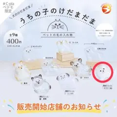 うちの子のけだまだま　チワワ　限定アソート