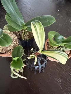 【 名護蘭 】大きな縞　202 名護蘭 】大きな縞 202