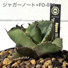 2026年最新】アガベ FO-076の人気アイテム - メルカリ