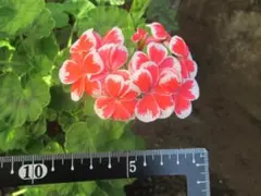 ゼラニウム　ミスターレンのサムネイル