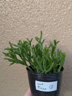 リプサリスサルコイアシ　抜き苗サボテン リプサリスサルコイアシ 抜き苗サボテン リプサリスサルコイアシ