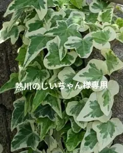 斑入りアイビー ヘデラ 観葉植物 ガーデニングのサムネイル