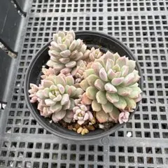 リンダリンダ ぼのぼのさん苗 抜き苗 小苗 多肉植物 寄せ植えにも