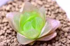 多肉植物　ハオルチア　　ロータスグラス　732のサムネイル