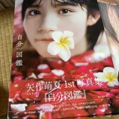 自分図鑑　矢作萌夏