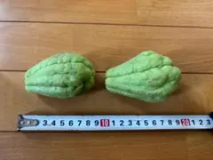 2026年最新】ハヤトウリの人気アイテム - メルカリ