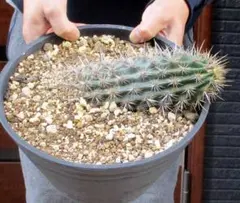 2025年最新】入鹿 サボテンの人気アイテム - メルカリ