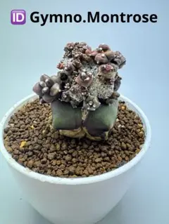 ASギムノカリキウム ミハノビッチ ID：Gymno.Montroseサボテン - メルカリ