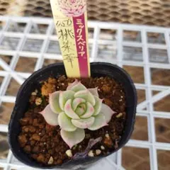 コタロー様 リクエスト 2点 まとめ商品