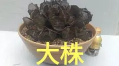 2026年最新】りゅうびんたいの人気アイテム - メルカリ