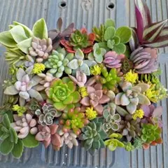 kinako⭐︎断捨中⭐︎様 リクエスト 3点 まとめ商品