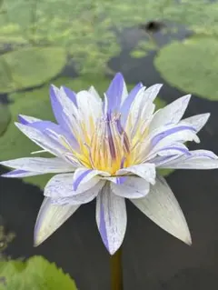 熱帯　睡蓮　スイレン　スワンナ Yahoo!オークション - 熱帯睡蓮 スワンナ（Nymphaea 'Suwanna