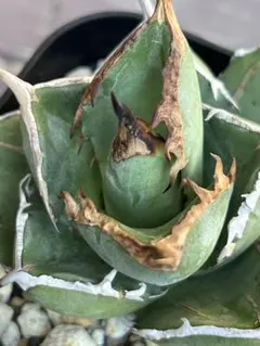 og様 リクエスト 2点 まとめ商品