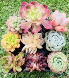 多肉植物人気9種セット　抜き苗　レア種　アエオニウム　ポセイドン錦込み　写真発送