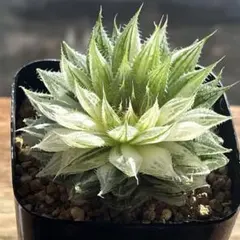 LDH918様 リクエスト 10点 まとめ商品