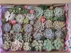 ひ*ろ様 59 名前付き　カット苗セット　多肉植物　寄せ植えセット