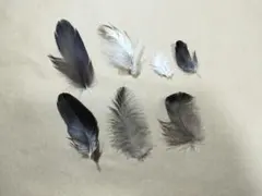 天然羽毛セット 約3〜5cm 黒・白・灰色