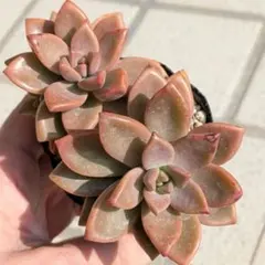 みるくこーひー様 リクエスト 2点 まとめ商品