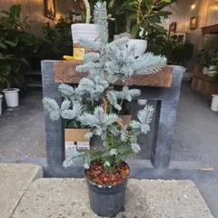 超高級特大2m10㎝プンゲンストウヒ苗木クリスマスツリー　シンボルツリー 超高級特大2m10㎝プンゲンストウヒ苗木クリスマスツリー シンボル