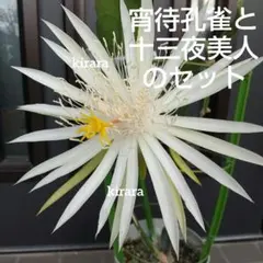 がんも様 リクエスト 2点 まとめ商品