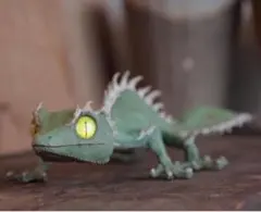 2025年最新】ozwrtの人気アイテム - メルカリ