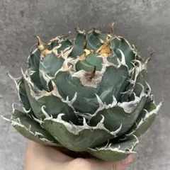 2025年最新】スーパーチタノタの人気アイテム - メルカリ