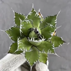 龍門】アガベ 特選 多肉植物 ホリダ 極上強刺 精品株 - メルカリ