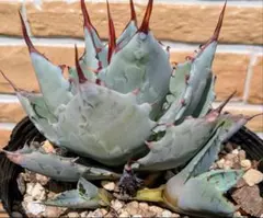 2025年最新】屈原の舞扇の人気アイテム - メルカリ