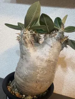 セサモタナムス ブッセアヌス 塊根植物 コーデックス 現地株 - メルカリ