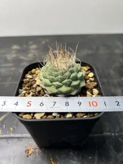 2026年最新】菊水 サボテンの人気アイテム - メルカリ