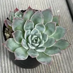 ユミコ様 リクエスト 2点 まとめ商品