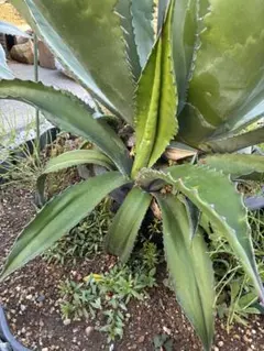アガベ ローガンカルホーン③ ベルビル 観葉植物 - メルカリ