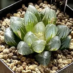 多肉植物 ハオルチア 巨大赤線オブツーサ錦糊斑 - メルカリ