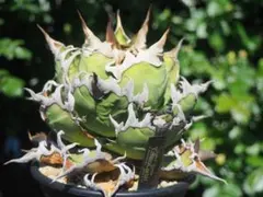 アガベ チタノタ シーザー 2 Agave 悪魔 ブツブツ アガベ チタノタ シーザー 2 Agave 悪魔 ブツブツ - メルカリ