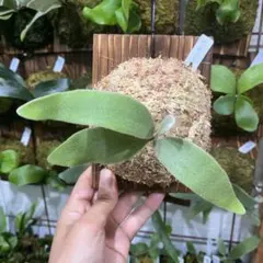 Kein様 リクエスト 3点 まとめ商品