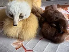 美品 狐(テン) ミンク 襟巻きセット