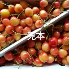 山形県産訳ありサクランボ ナポレオン 箱込み１kgのサムネイル