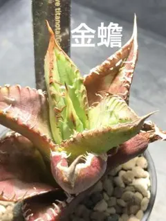 メルカリ便発送☆アロエ コニフェラ×カスティロニアエ アロエ コニフェラ×カスティロニアエ(国内実生苗です) - メルカリ
