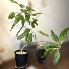 イランイラン 大株 開花・蕾あり 28-3 - メルカリ
