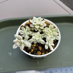 姫秀麗錦 多肉植物 セダム - メルカリ