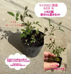 2025年最新】ミニバラ いちご姫の人気アイテム - メルカリ