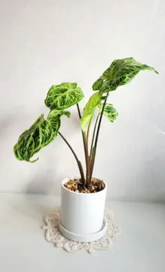 まゆみん様 リクエスト 2点 まとめ商品